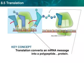 KEY CONCEPT Translation converts an mRNA message