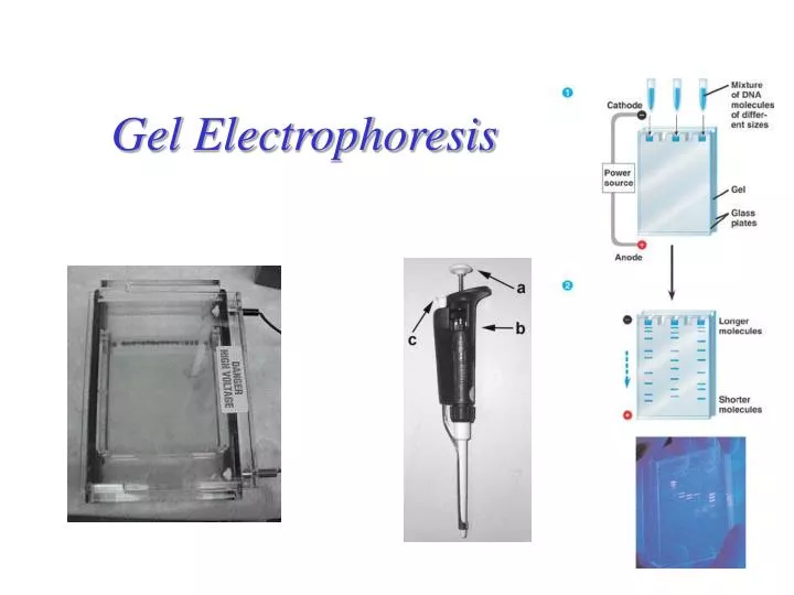 gel electrophoresis