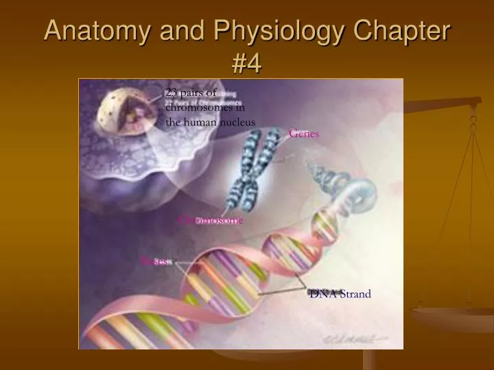 anatomy and physiology chapter 4