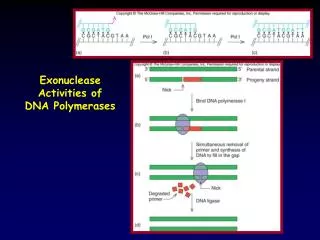 Exonuclease Activities of DNA Polymerases