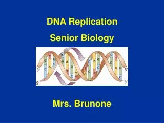 DNA Replication Senior Biology Mrs. Brunone