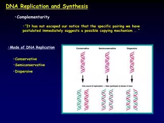 DNA Replication and Synthesis