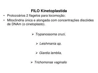 filo kinetoplastida