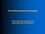 The Pathway/Genome Navigator