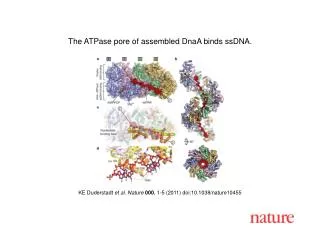 KE Duderstadt et al . Nature 000 , 1 - 5 (2011) doi:10.1038/nature10455