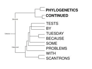 PHYLOGENETICS CONTINUED