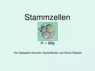 stammzellen