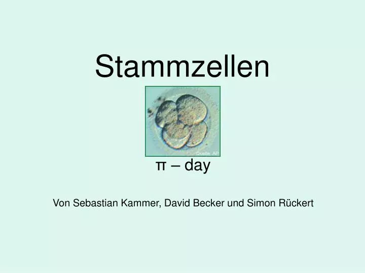 stammzellen