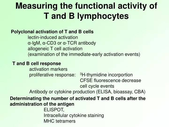 measuring the functional activity of t and b lymphocytes