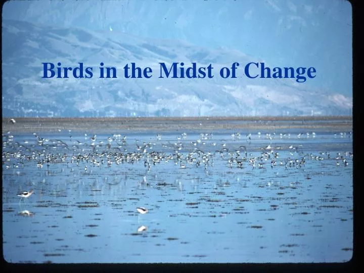 birds in the midst of change