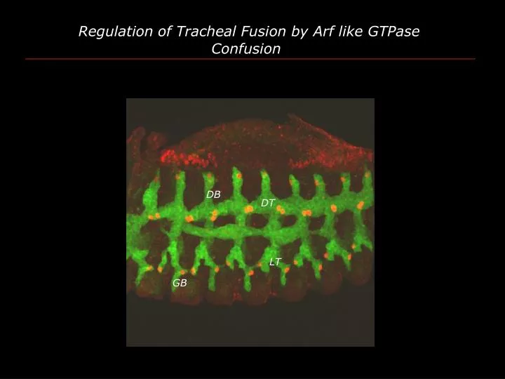 regulation of tracheal fusion by arf like gtpase confusion