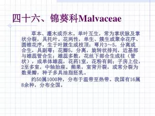 malvaceae