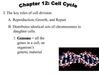I. The key roles of cell division A. Reproduction, Growth, and Repair