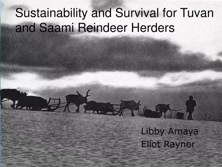 sustainability and survival for tuvan and saami reindeer herders