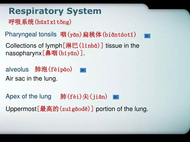 respiratory system h x x t ng