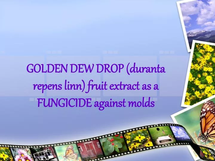 golden dew drop duranta repens linn fruit extract as a fungicide against molds
