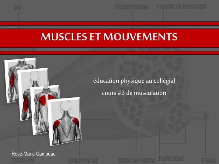 muscles et mouvements