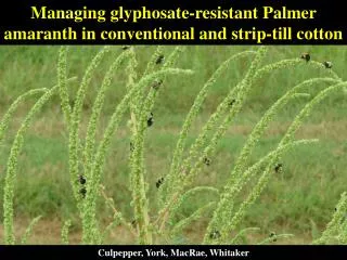 Managing glyphosate-resistant Palmer amaranth in conventional and strip-till cotton