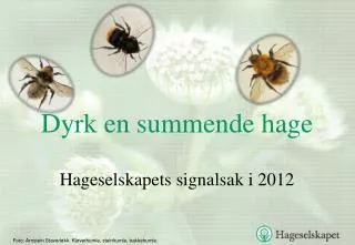 dyrk en summende hage