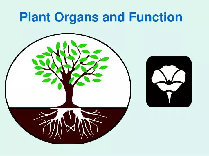 plant organs and function