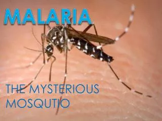 THE MYSTERIOUS MOSQUTIO