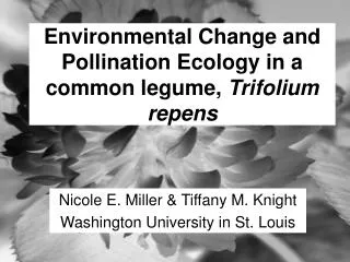 Environmental Change and Pollination Ecology in a common legume, Trifolium repens