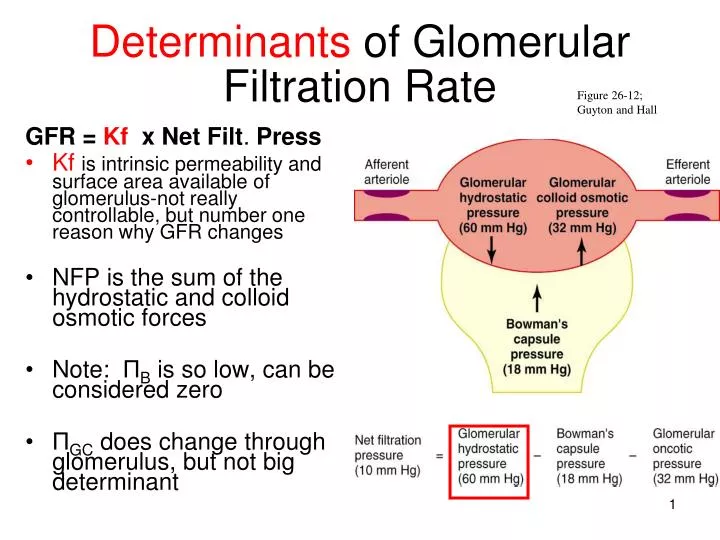 determinants of glomerular filtration rate
