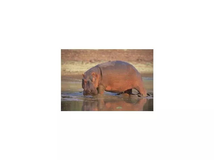 PPT - Hippo Birdie 2 Ewes Hippo Birdie 2 Ewes Hippo Birdie Deer Miss ...