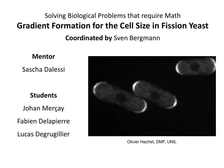 solving biological problems that require math gradient formation for the cell size in fission yeast
