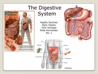 The Digestive 	System