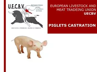 EUROPEAN LIVESTOCK AND MEAT TRADEING UNION UECBV PIGLETS CASTRATION