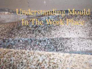 Understanding Mould In The Work Place