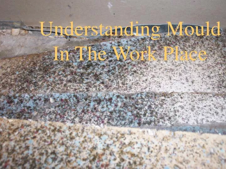 understanding mould in the work place