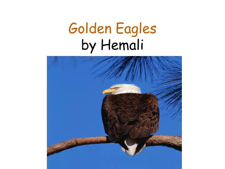golden eagles by hemali