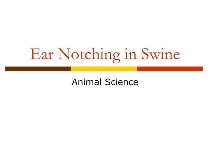 ear notching in swine