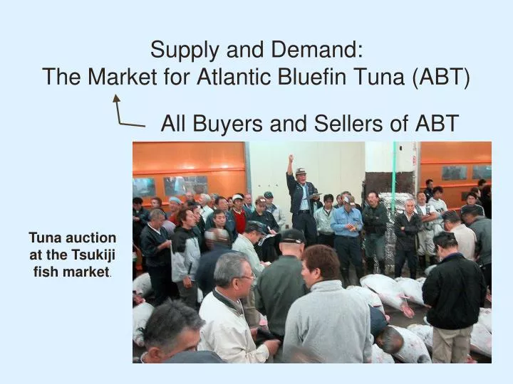 supply and demand the market for atlantic bluefin tuna abt