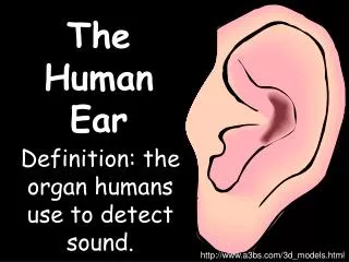 The Human Ear