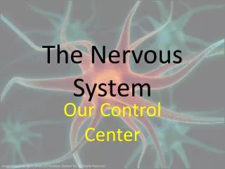 the nervous system