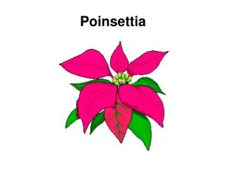 Poinsettia