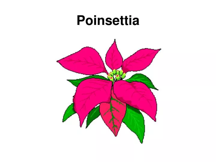 poinsettia