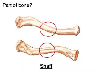 Part of bone?