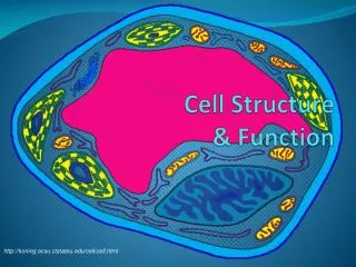 cell structure function