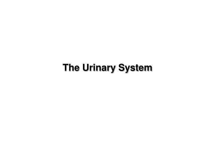 the urinary system