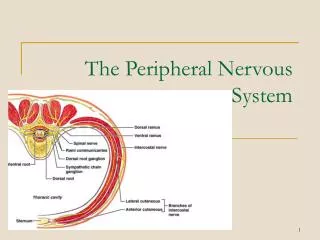 The Peripheral Nervous System