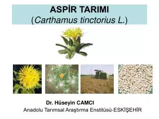 asp r tarimi carthamus tinctorius l