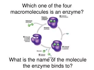 Which one of the four macromolecules is an enzyme?