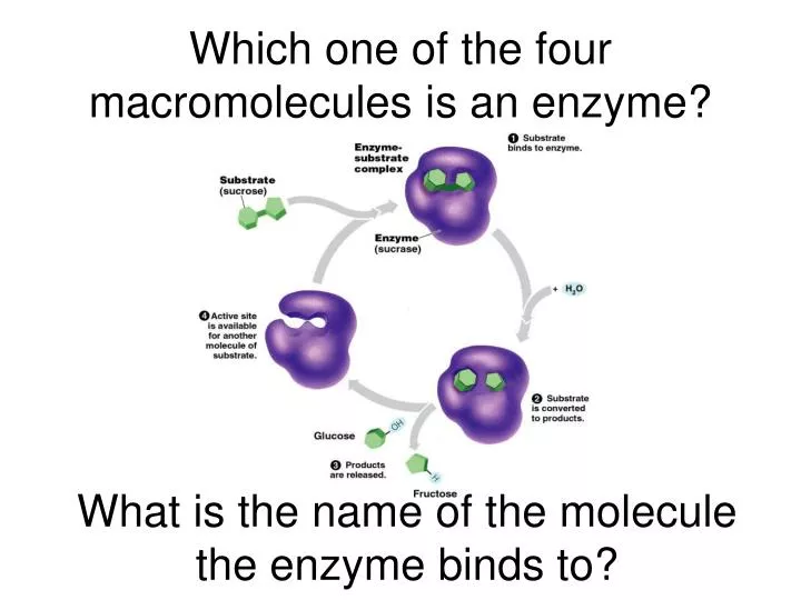 which one of the four macromolecules is an enzyme