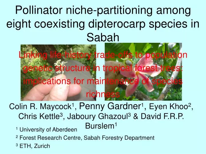 pollinator niche partitioning among eight coexisting dipterocarp species in sabah