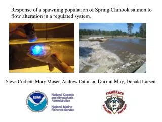 Response of a spawning population of Spring Chinook salmon to