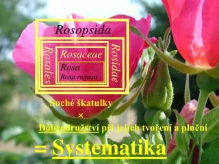 systematika